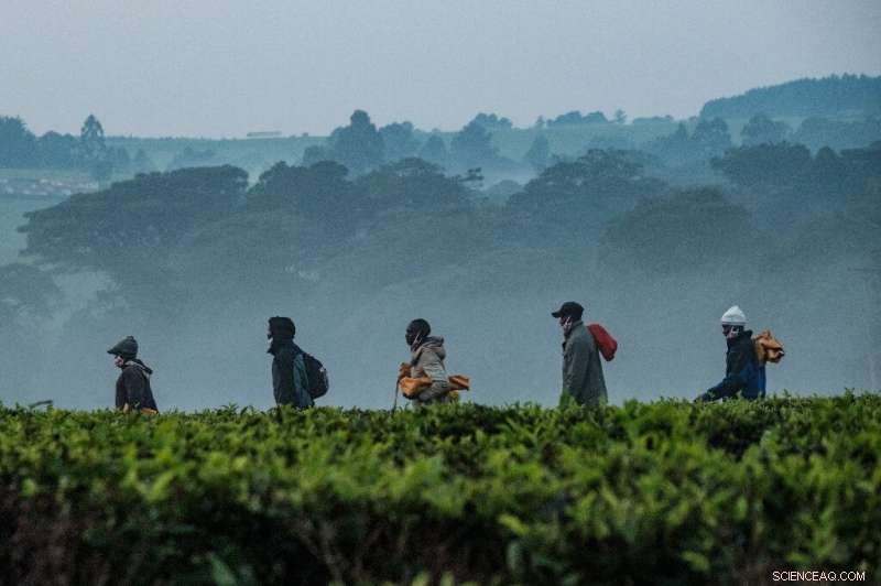 Climate Change Threatens Kenya s Tea Production