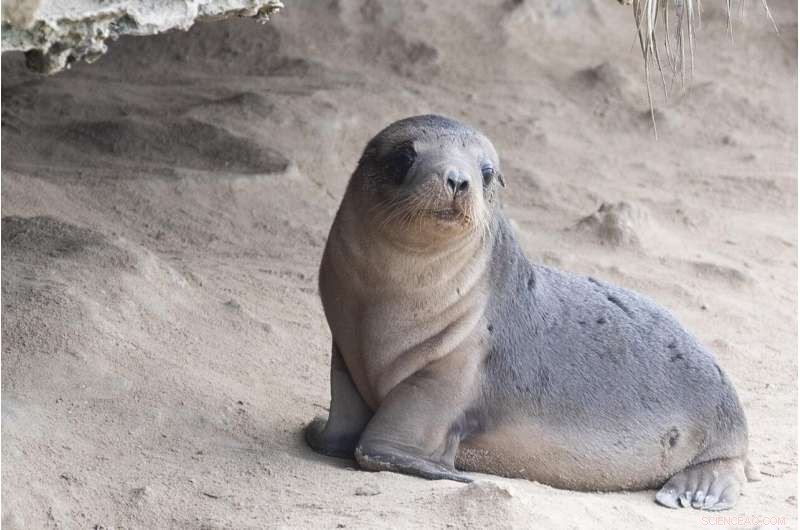 New Study Finds Firefighting Chemical in Australian Sea Lion and Fur Seal Pups