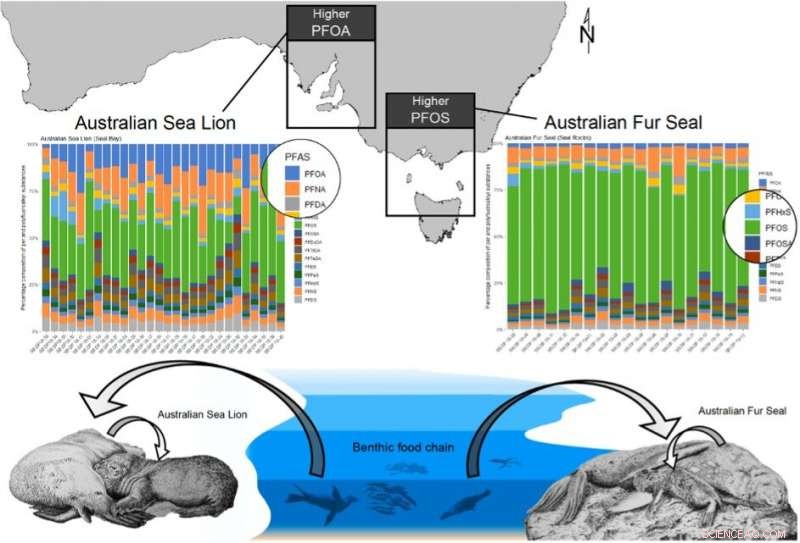 New Study Finds Firefighting Chemical in Australian Sea Lion and Fur Seal Pups