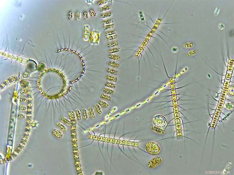 World s First Global Mapping of a Key Phytoplankton Proxy