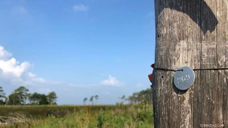 NC State Study Reveals Dead Coastal Trees Emit Greenhouse Gases