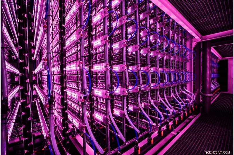 Mass‑Farming Kelp, Maggots, and Mycoprotein: Innovative Foods to Tackle Global Malnutrition