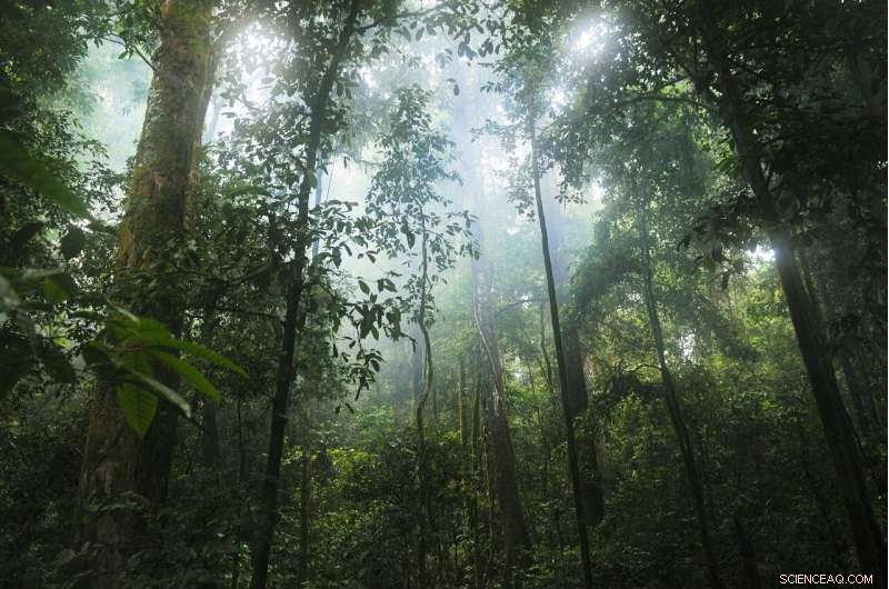 African Rainforests Remain Resilient Climate Buffers During Record Heat and Drought