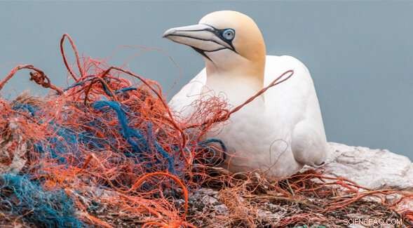 Urgent Call: California Must Act Now to Shield Marine Ecosystems from Microplastic Threat