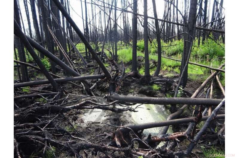 Scientists Warn of Complex, Understudied Wildfire Risk in Peatlands