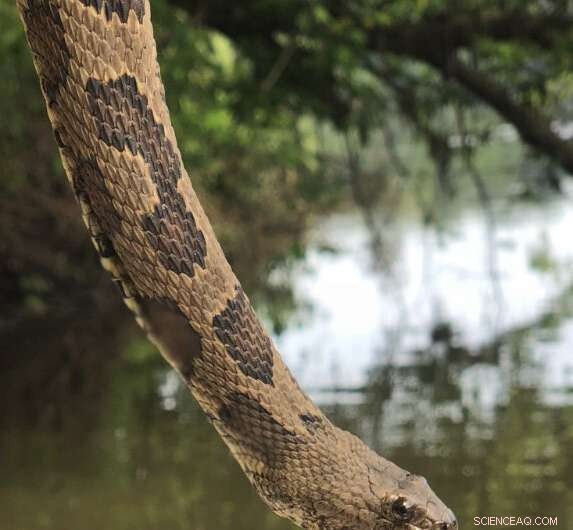 Study Finds Significant Reduction of Mercury in Brown Watersnakes at Savannah River Site