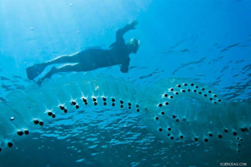 New Study Reveals Salps  Crucial Role in Ocean Food Chains