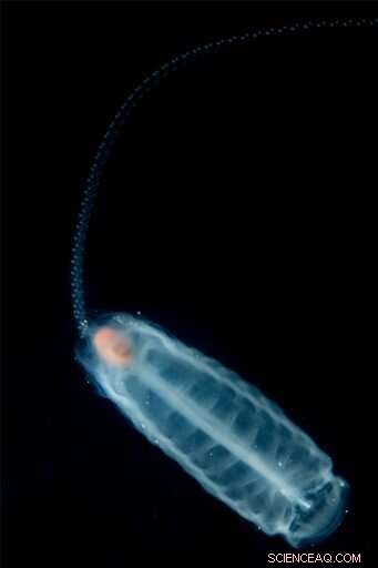 New Study Reveals Salps  Crucial Role in Ocean Food Chains