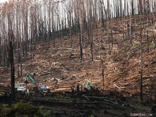 How Native Forest Logging Intensifies Bushfires: Unveiling the Facts