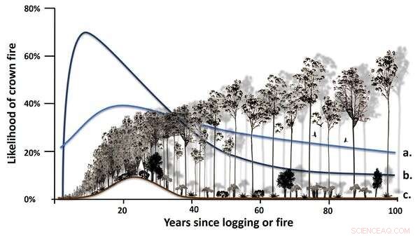 How Native Forest Logging Intensifies Bushfires: Unveiling the Facts