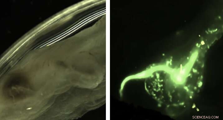 Innovative Technique Enhances Detection of Microscopic Plastics in Ocean Waters