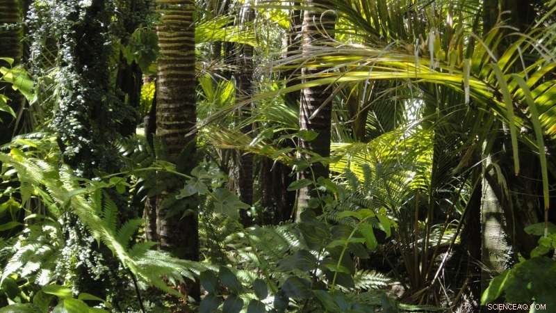 Pre-Columbus Climate Change Likely Triggered Decline in Amazonian Indigenous Populations