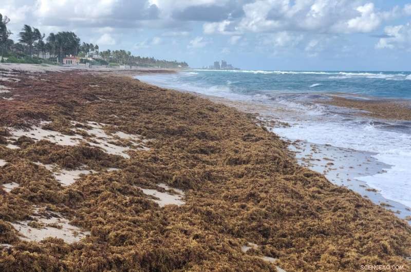 Excess Nitrogen Drives Sargassum into Record-Breaking Harmful Algal Bloom