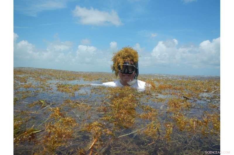 Excess Nitrogen Drives Sargassum into Record-Breaking Harmful Algal Bloom