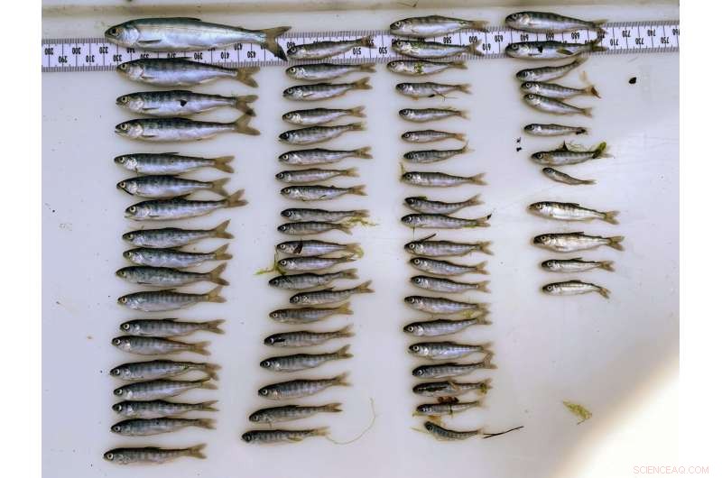 Water Crisis Intensifies Along Oregon-California Border: A Deepening Environmental Crisis