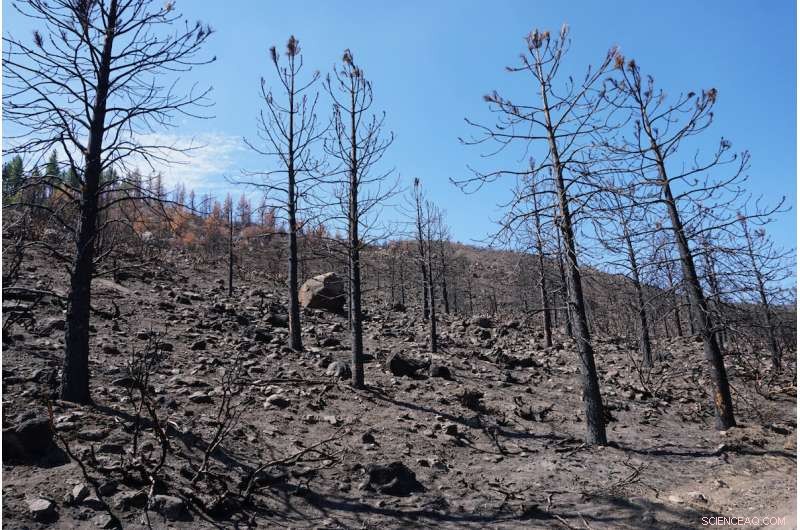 How Cold Wildfire Smoke Contributes to Water‑Repellent Soils in Burned Landscapes