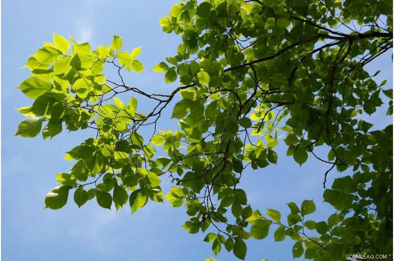 Study Finds Urban Heat Islands Raise Tree Canopy Temperatures, Endangering Health