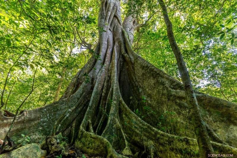 Impact of Reforesting the Tropics on Global Climate: What We Found