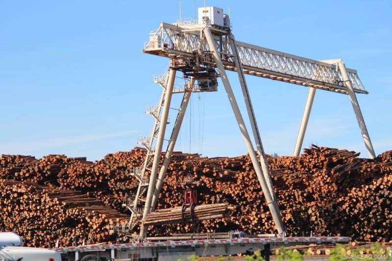 Unveiling the Guitar Industry’s Hidden Environmental Impact