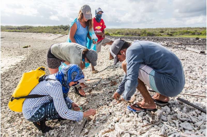 Galápagos Faces Plastic Pollution: Seawater, Beaches, and Marine Life Under Threat
