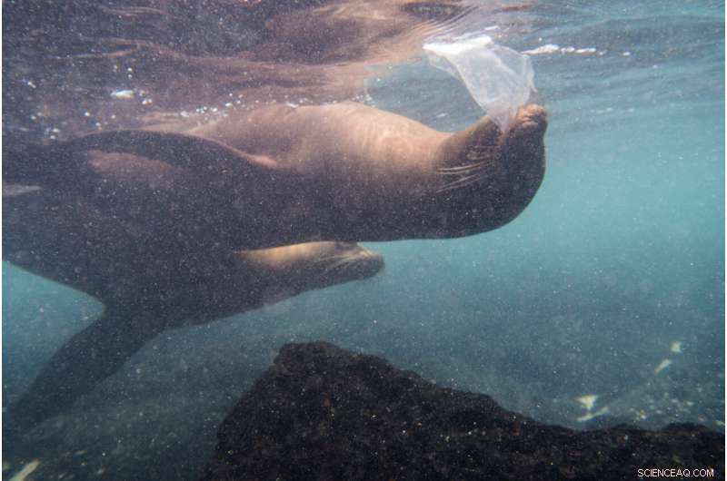 Galápagos Faces Plastic Pollution: Seawater, Beaches, and Marine Life Under Threat