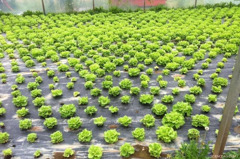 Beer Waste and Manure Blend Offers Safe, Effective Pesticide Solution