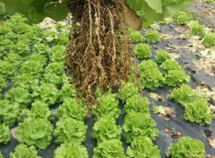 Beer Waste and Manure Blend Offers Safe, Effective Pesticide Solution