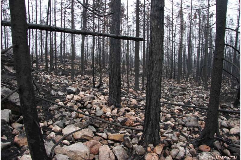 Impact of Sweden’s 2014 Forest Fire on Ecosystem Health: A Four-Year Study