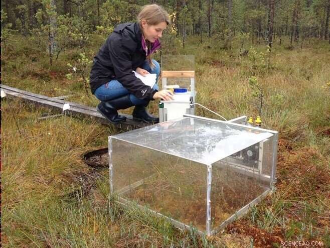 Restored Peatlands Sequester Carbon, Combating Climate Change