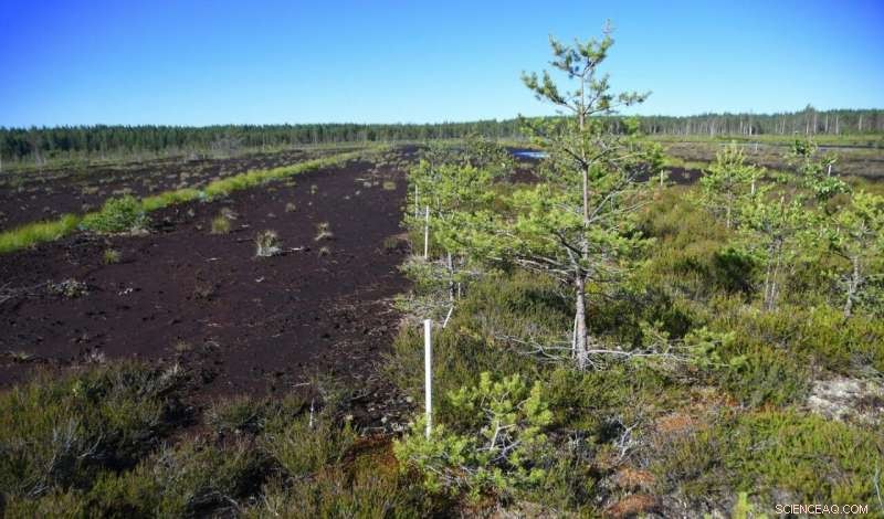 Restored Peatlands Sequester Carbon, Combating Climate Change