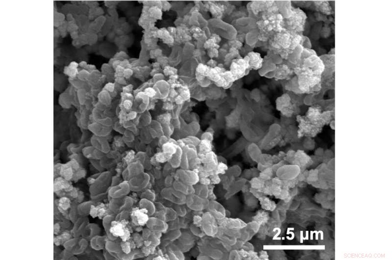 Harnessing Photoferrotrophs to Enhance Ocean Carbon Sequestration