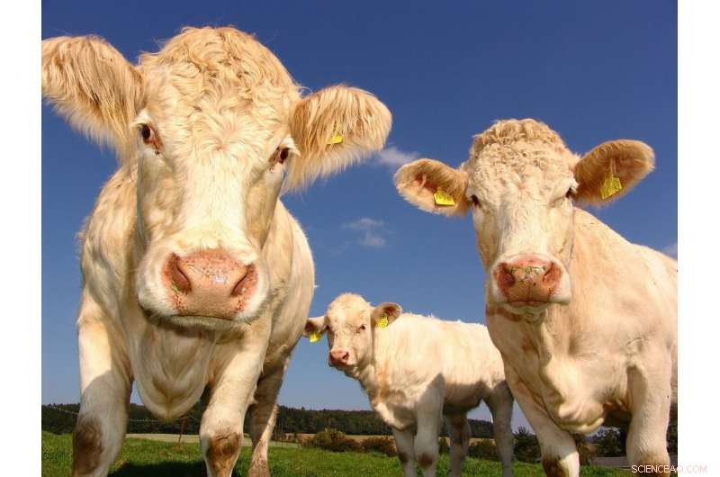 Are U.S. Meat and Dairy Emissions Underreported? New Study Reveals Potential Gaps