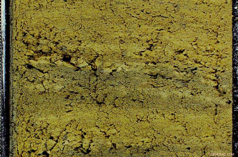 Warm Periods Trigger Repeated Dead Zones in the North Pacific, According to New Study