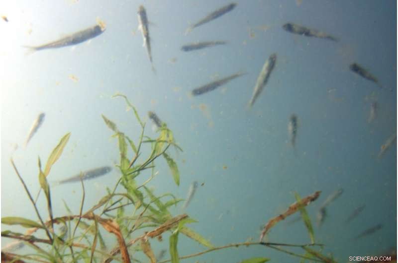 Temperate Lakes Rapidly Lose Oxygen as Earth Warming Accelerates