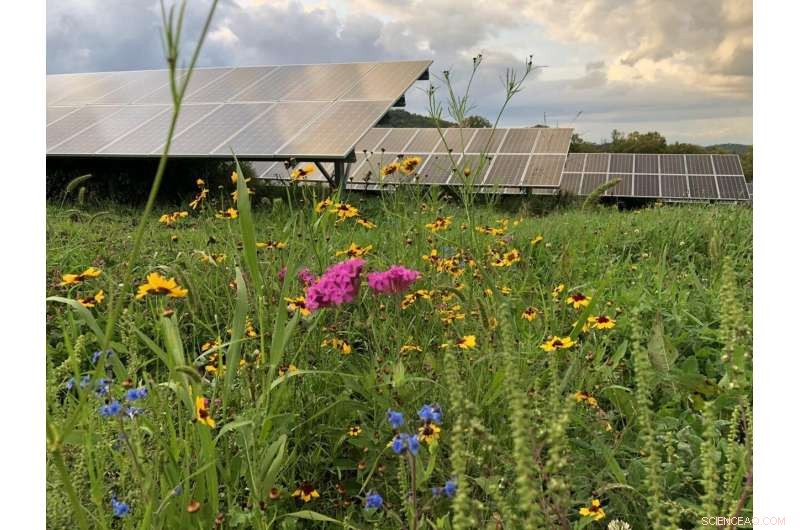 Solar Energy & Pollinator Conservation: A Proven Path to Real Impact