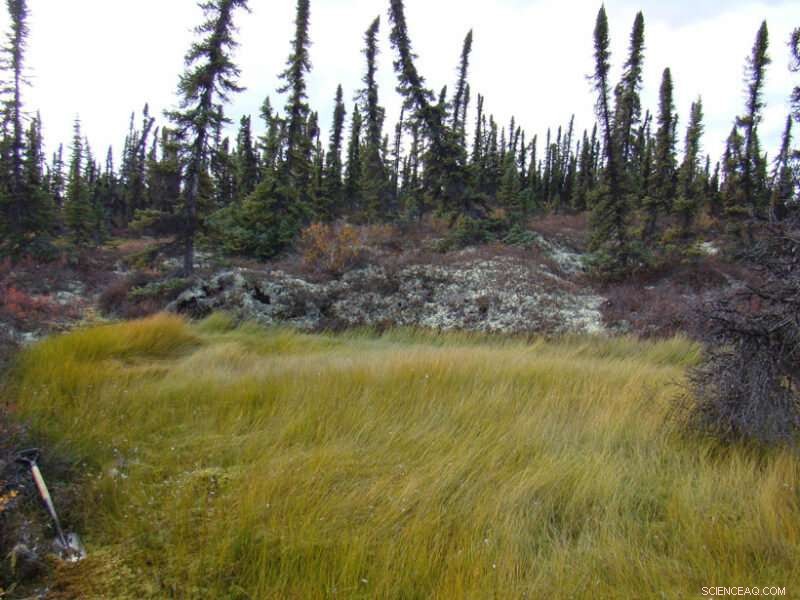 Projected Carbon Loss from Peatlands as Permafrost Thaws