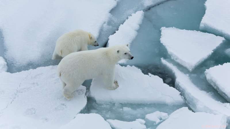 Arctic Sea Ice Thinning Accelerates Faster Than Predicted