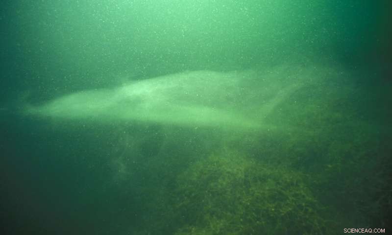 How Climate Change Threatens Lake Habitats—What You Need to Know