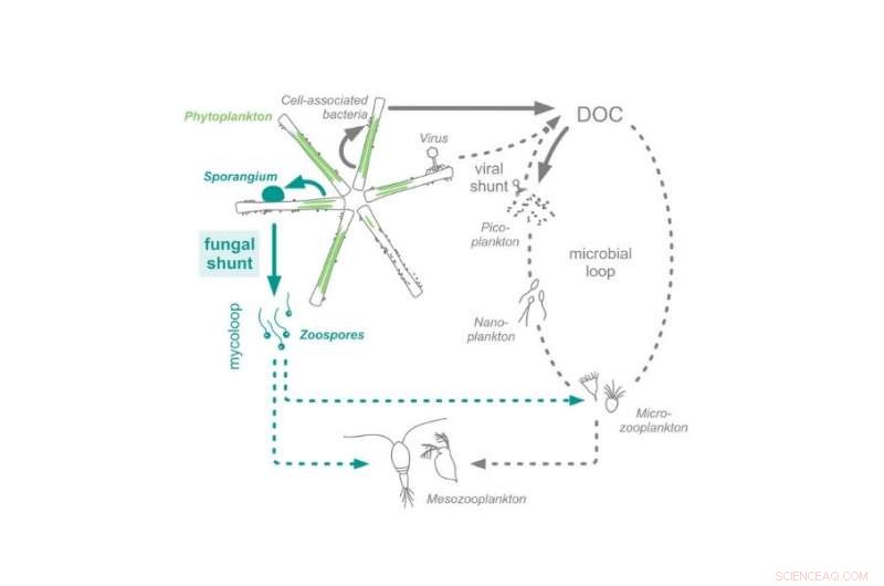 Fungi Accelerate Carbon Transport in Ocean Ecosystems