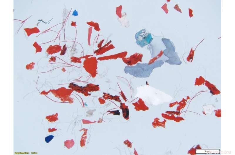 Salt Marshes Act as Natural Archives, Trapping Microplastics and Documenting Human Plastic Consumption