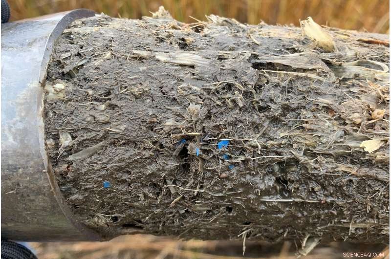 Salt Marshes Act as Natural Archives, Trapping Microplastics and Documenting Human Plastic Consumption