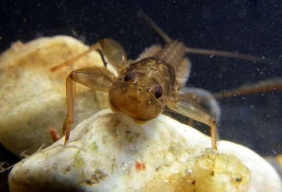 Tracking Mining Recovery: Innovative Techniques and Fieldwork Reveal Promising Clean‑Up Results