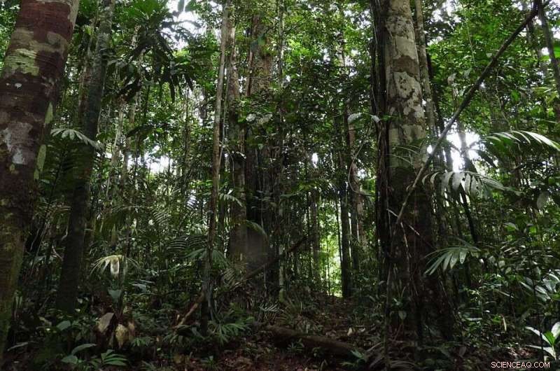 Five Thousand Years of Untouched Amazon: Soil Secrets Reveal an Ancient Wilderness