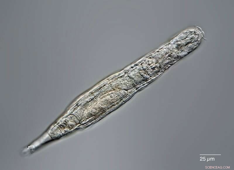 Arctic Rotifer Survives 24,000 Years Frozen—A Marvel of Extremophile Biology