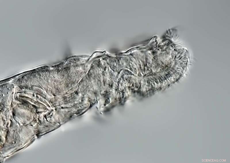 Arctic Rotifer Survives 24,000 Years Frozen—A Marvel of Extremophile Biology
