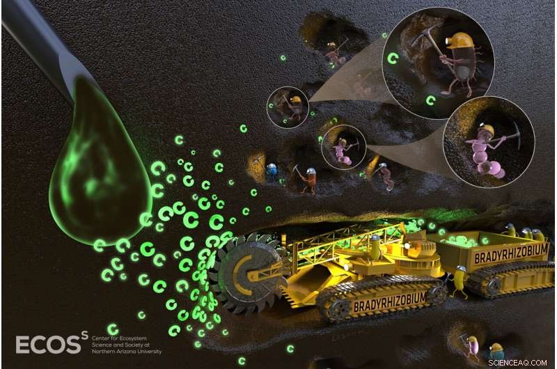 Majority of Soil Carbon Utilization Traced to a Few Key Bacterial Species