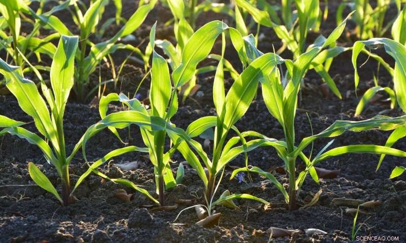 Majority of Soil Carbon Utilization Traced to a Few Key Bacterial Species