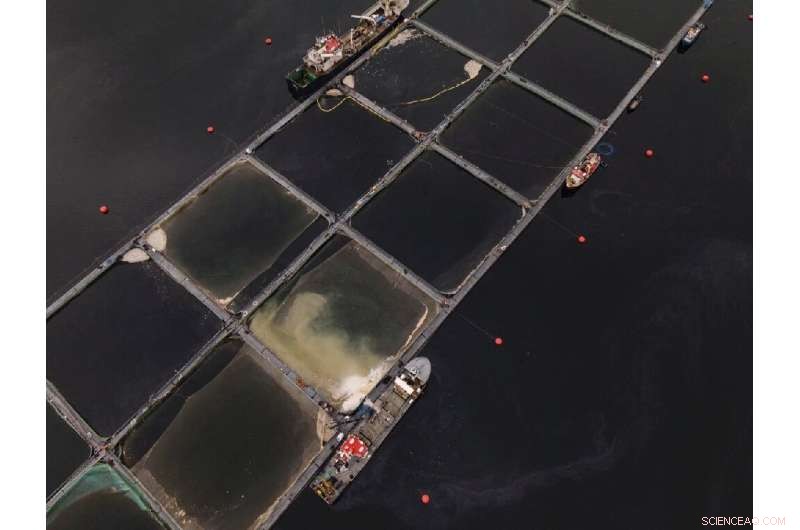 UN Global Assessment Reveals Algae Blooms Threaten Aquaculture