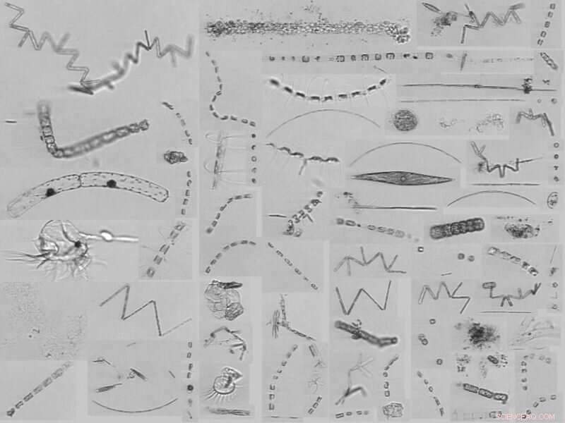 Gulf Stream Intrusions Drive Diatom Hotspot Formation