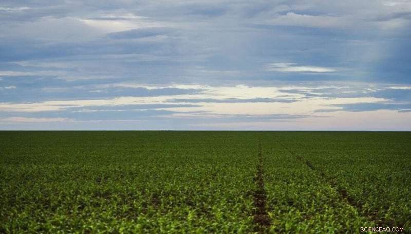 Illegal Clearing by Agribusinesses Accelerates Rainforest Destruction